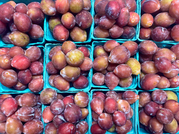 Organic Sugar Plum Prune Plums - PINT