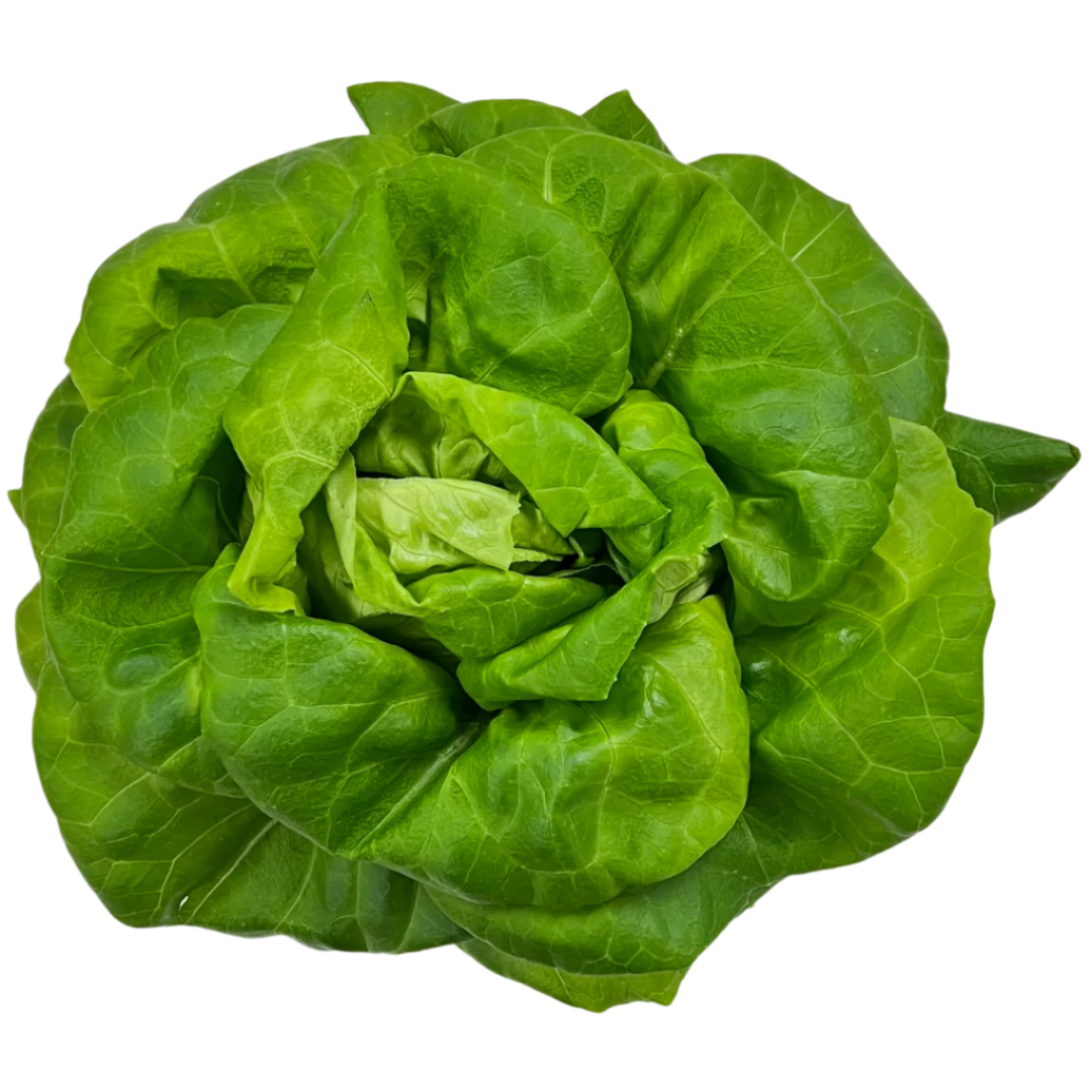 Juneau Greens Butter Leaf Lettuce - HEAD