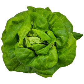 Juneau Greens Lettuce - HEAD