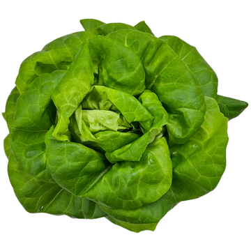Juneau Greens Lettuce - HEAD