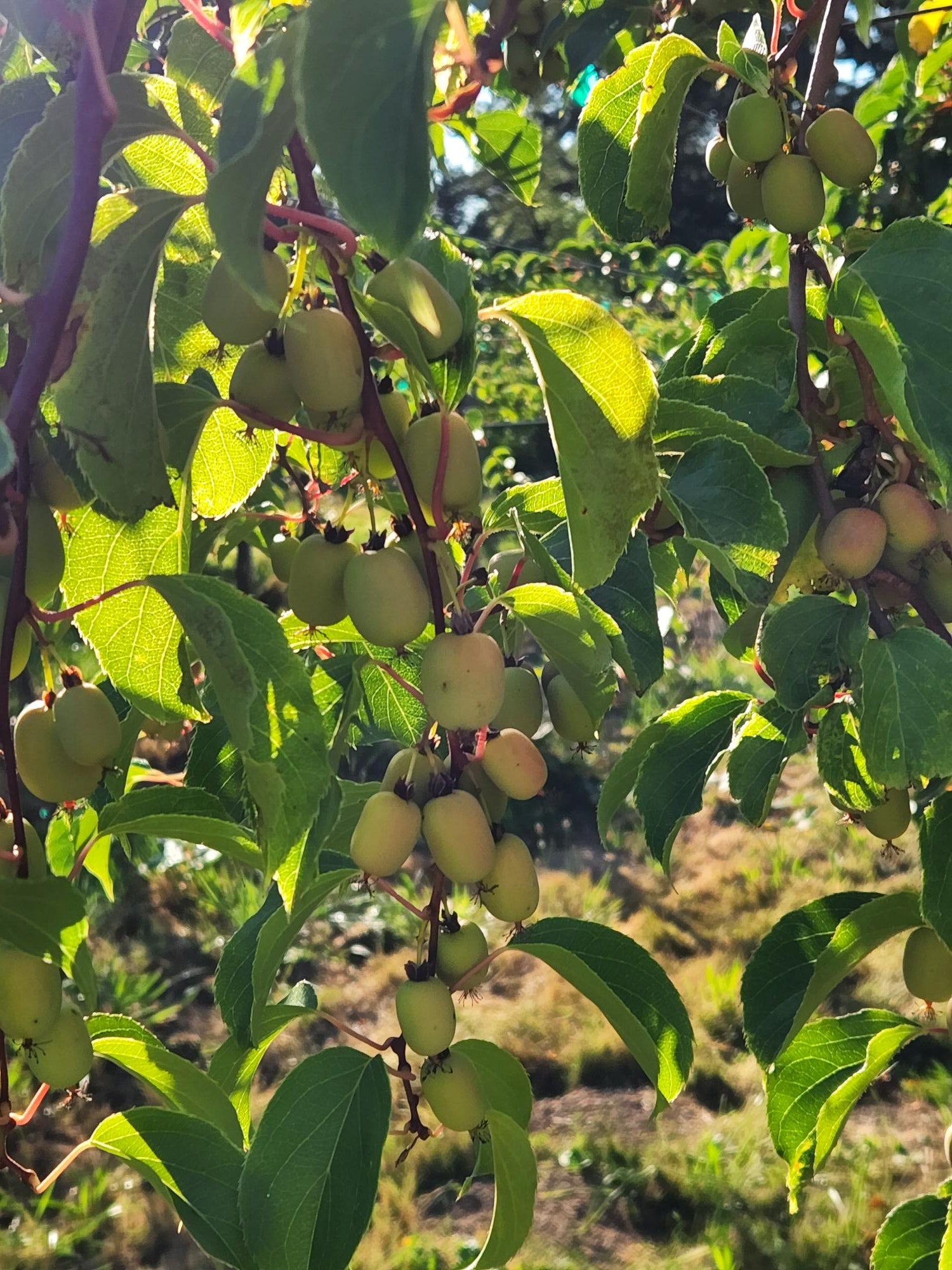 Organic Kiwi Berries - BIN