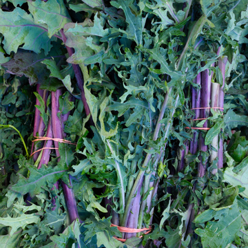 Organic Red Russian Kale - BUNCH