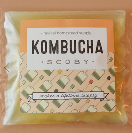 Kombucha Scoby