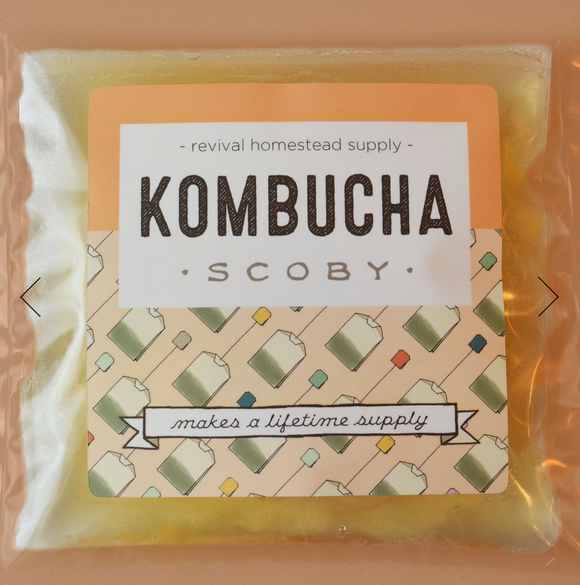 Kombucha Scoby