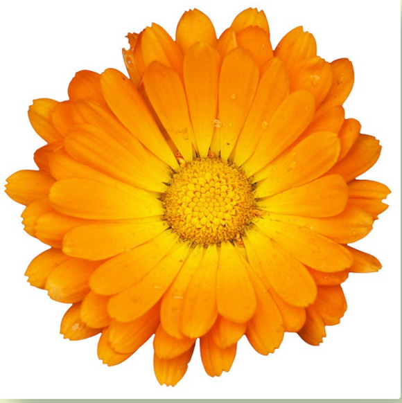 Calendula Essential Oil Organic 30mL