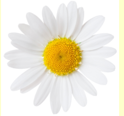 Blue German Chamonile Essential Oil 10mL