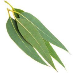 Eucalyptus Organic Essential Oil 15mL
