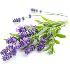 Lavender Essential Oil 15mL