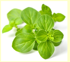 Oregano Essential Oil 15mL