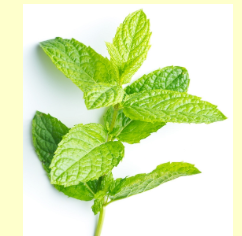 Peppermint Organic Essential Oil 15mL