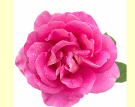 Rose Otto (Bulgarian Damask Rose) Organic Essential Oil 5mL