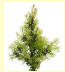 Spruce White Essential Oil 10mL