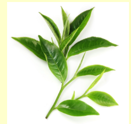 Tea Tree Organic Essential Oil 15 mL