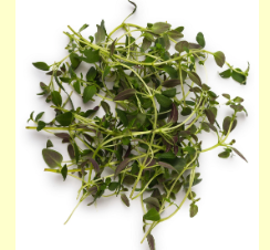 Thyme Organic Essential Oil 15mL