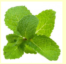 Spearmint Organic Essential Oil 15mL