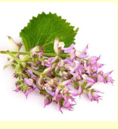 Clary Sage Essential Oil 15mL
