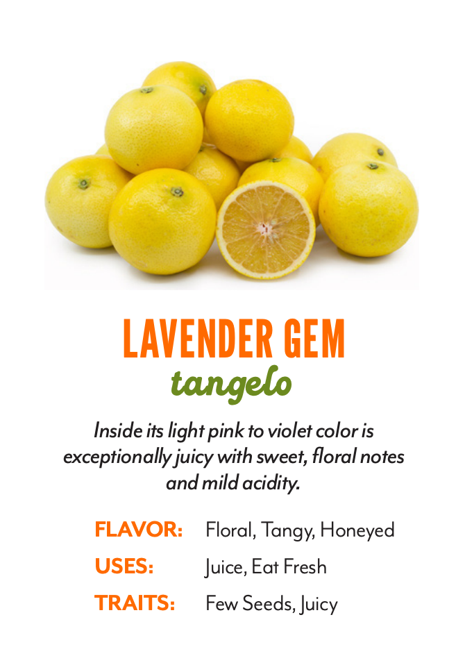 Organic Lavender Gem Tangelos - PER LB