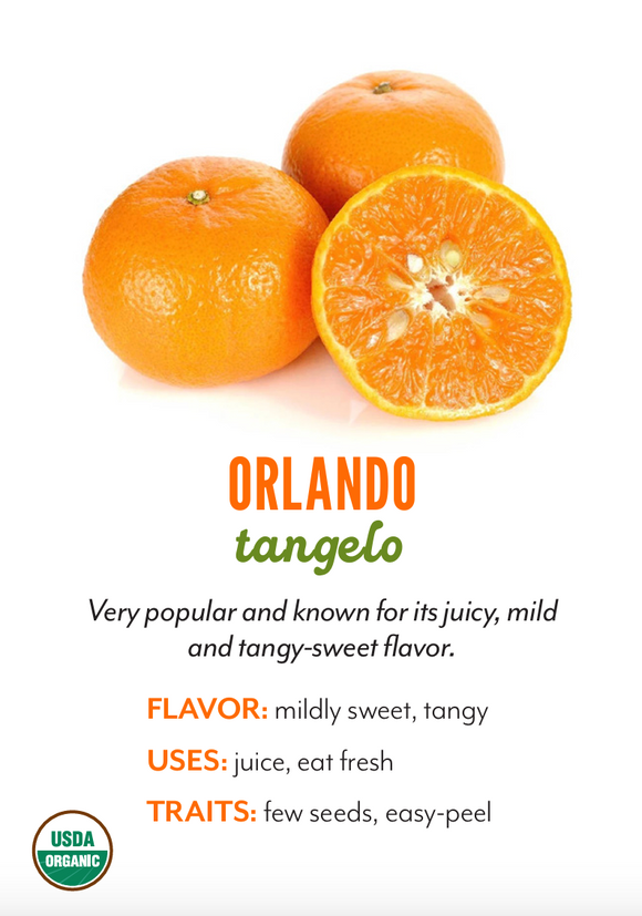 Organic Orlando Tangelo - EACH
