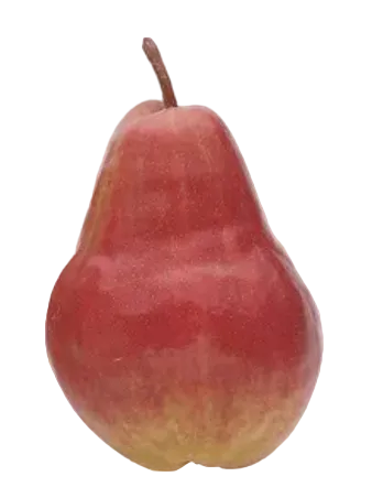 Organic Canal Red Pear - EACH