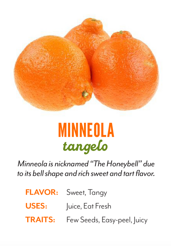 Organic Minneola Tangelo - EACH