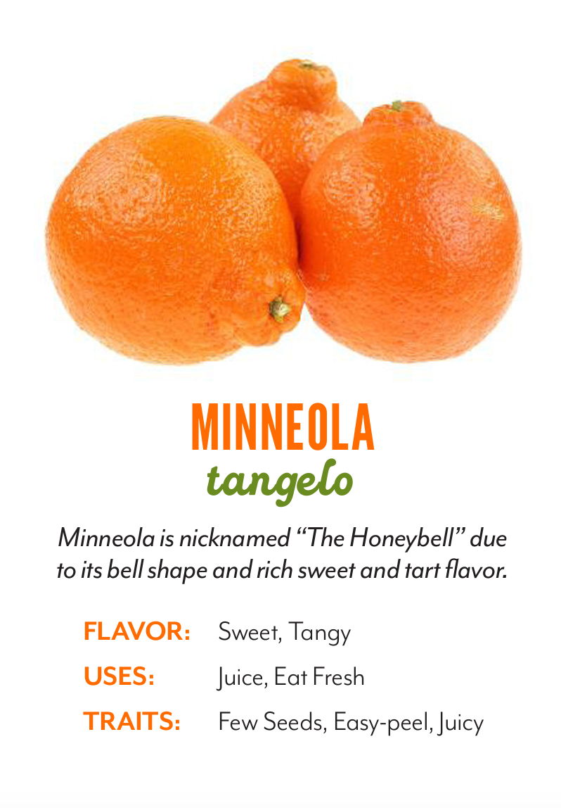 Organic Minneola Tangelo - EACH