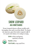Organic Honeysaurus Melon - EACH-1