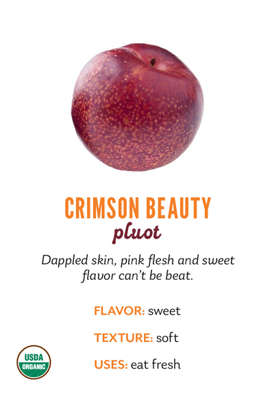 Organic Crimson Beauty Pluot - PINT