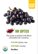 Organic Jupiter Grapes - TOTE-1