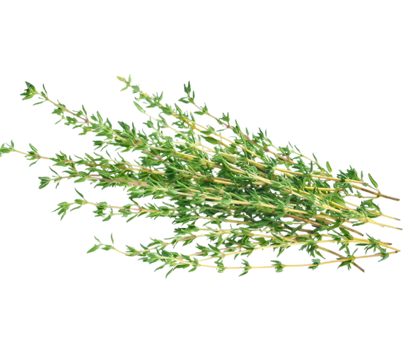Organic Thyme - BUNCH
