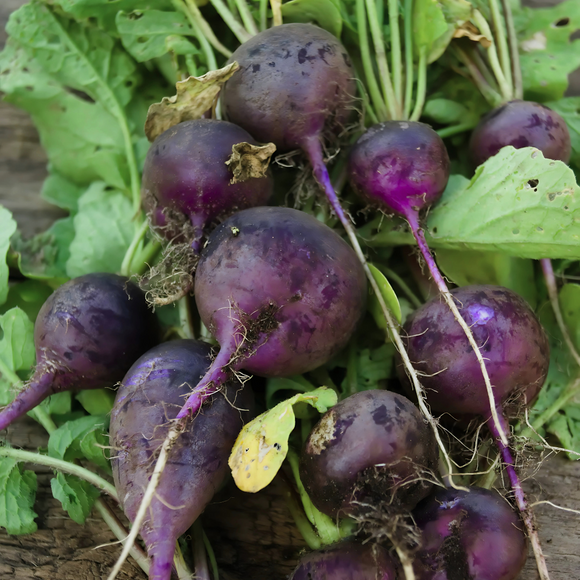 Organic Purple Radishes - 1/2 PINT