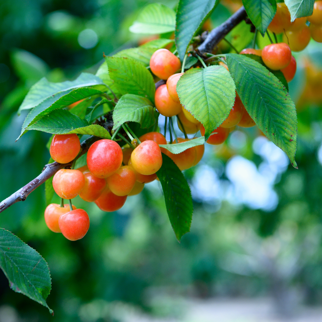 SUMMER FRUITS