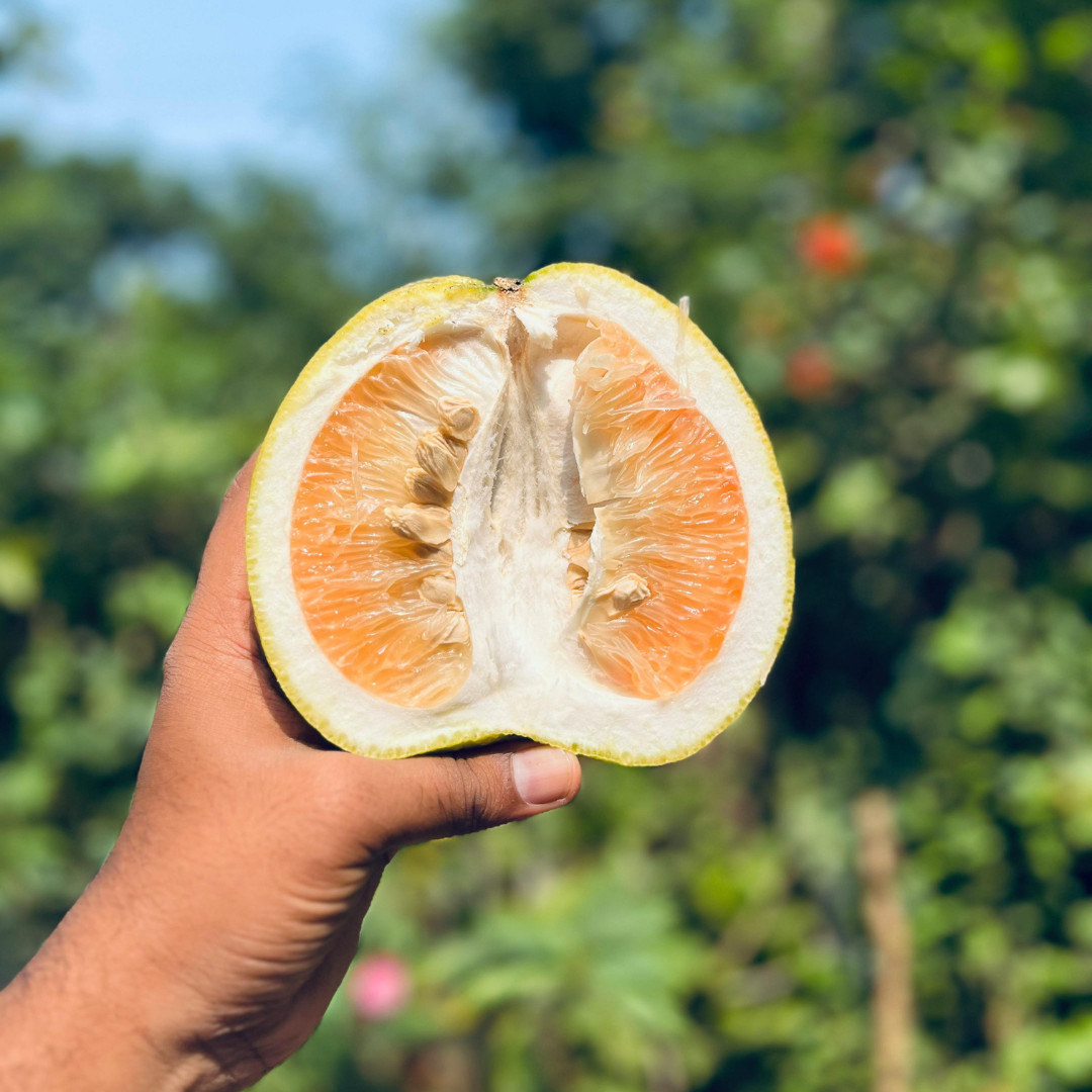 First of the Season Citrus