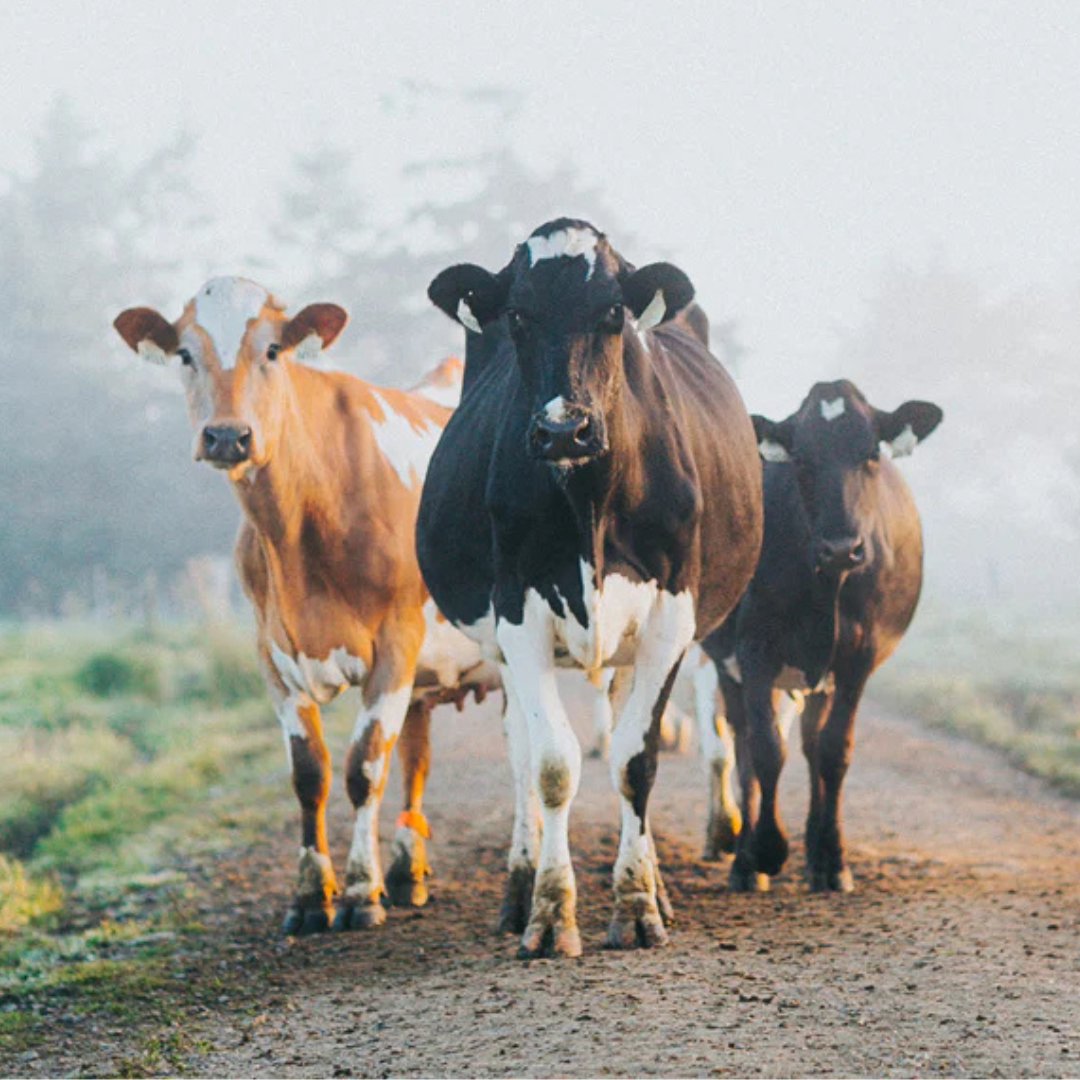 Alexandre Family Farms