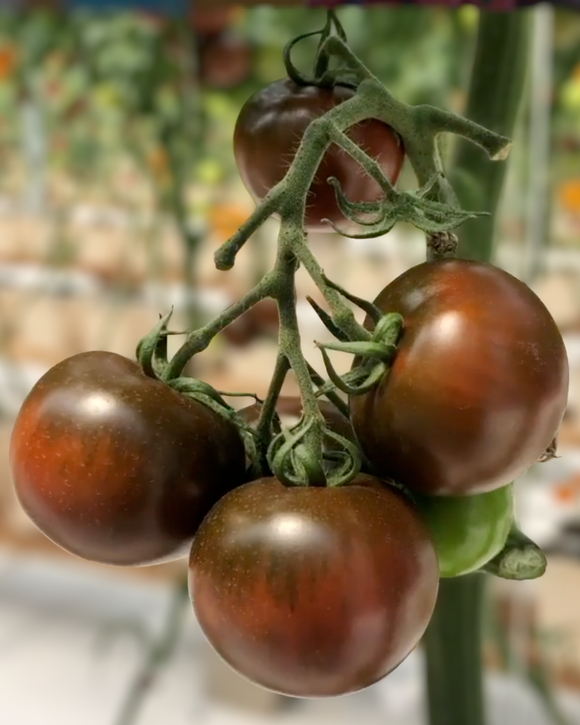 Organic Chocolate Tomatoes on the Vine - PINT