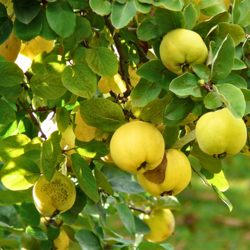 Organic Quince - PER LB