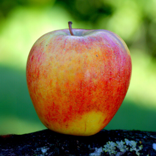 Organic Kanzi Apple - EACH