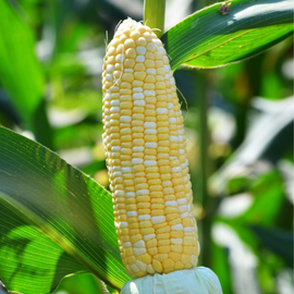 Organic Sweet Corn - EAR