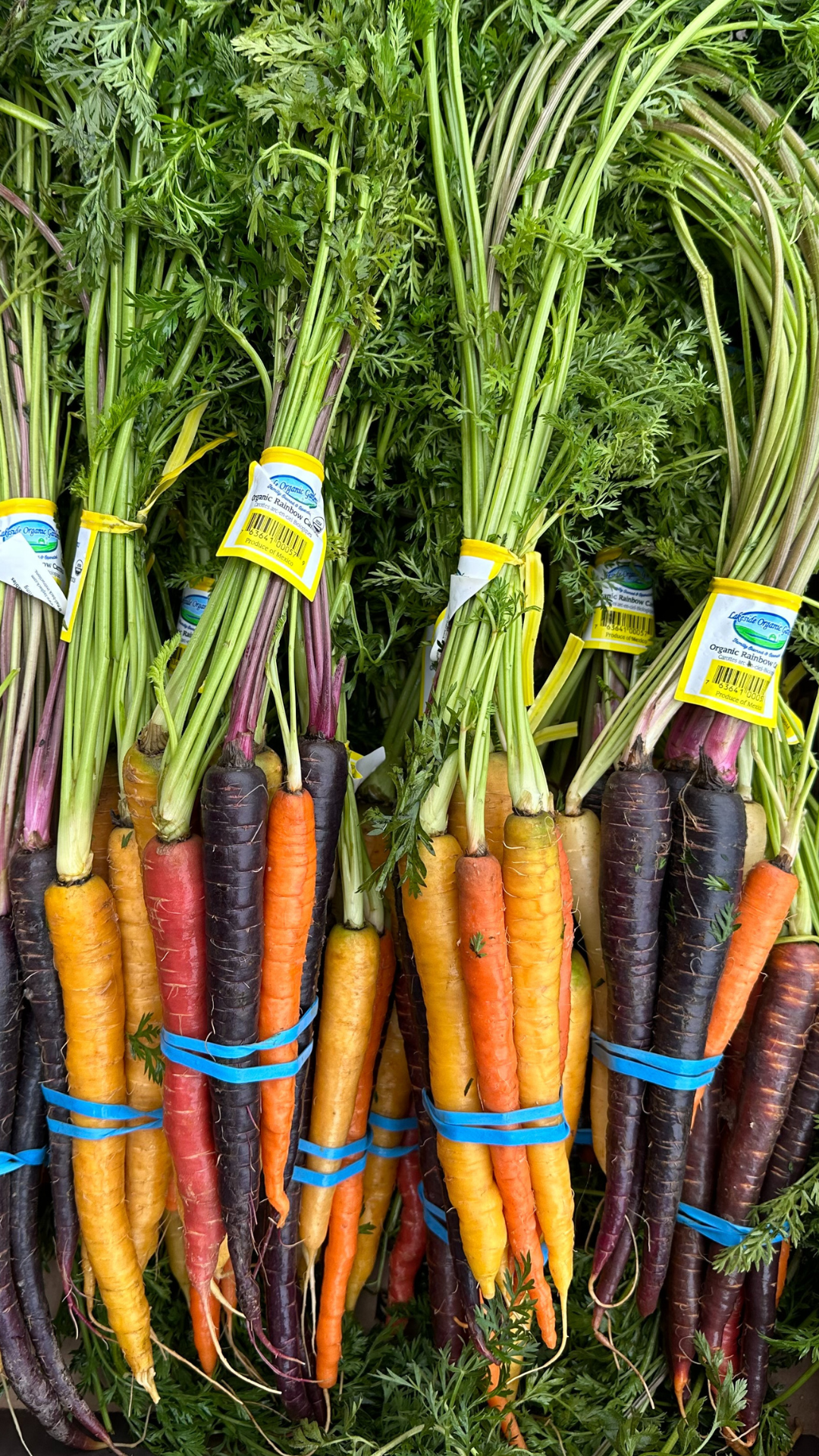 Organic Rainbow Carrots - BUNCH