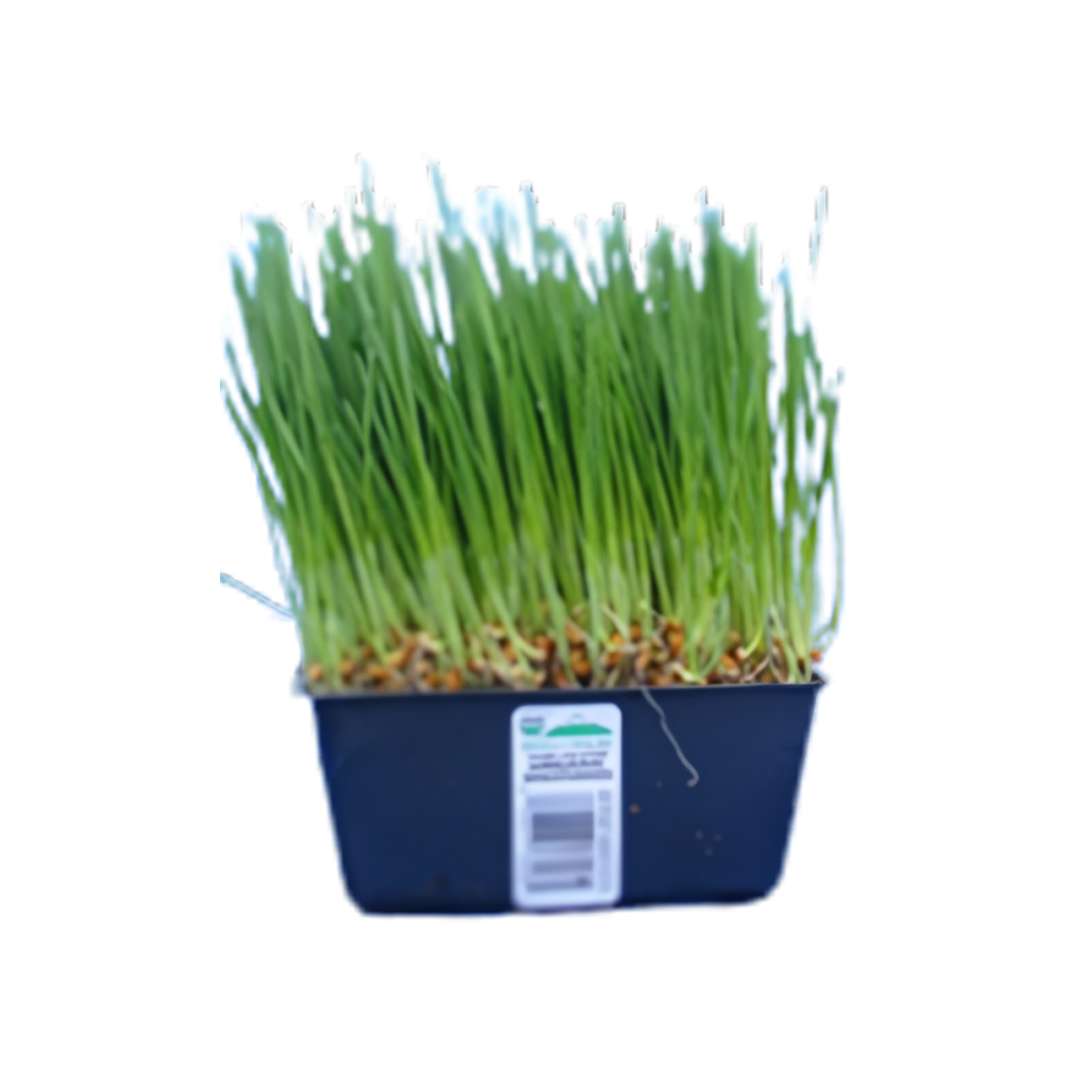 Organic Wheatgrass - TRAY