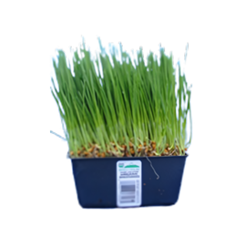 Organic Wheatgrass - TRAY