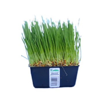 Organic Wheatgrass - TRAY