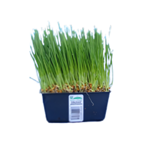 Organic Wheatgrass - TRAY