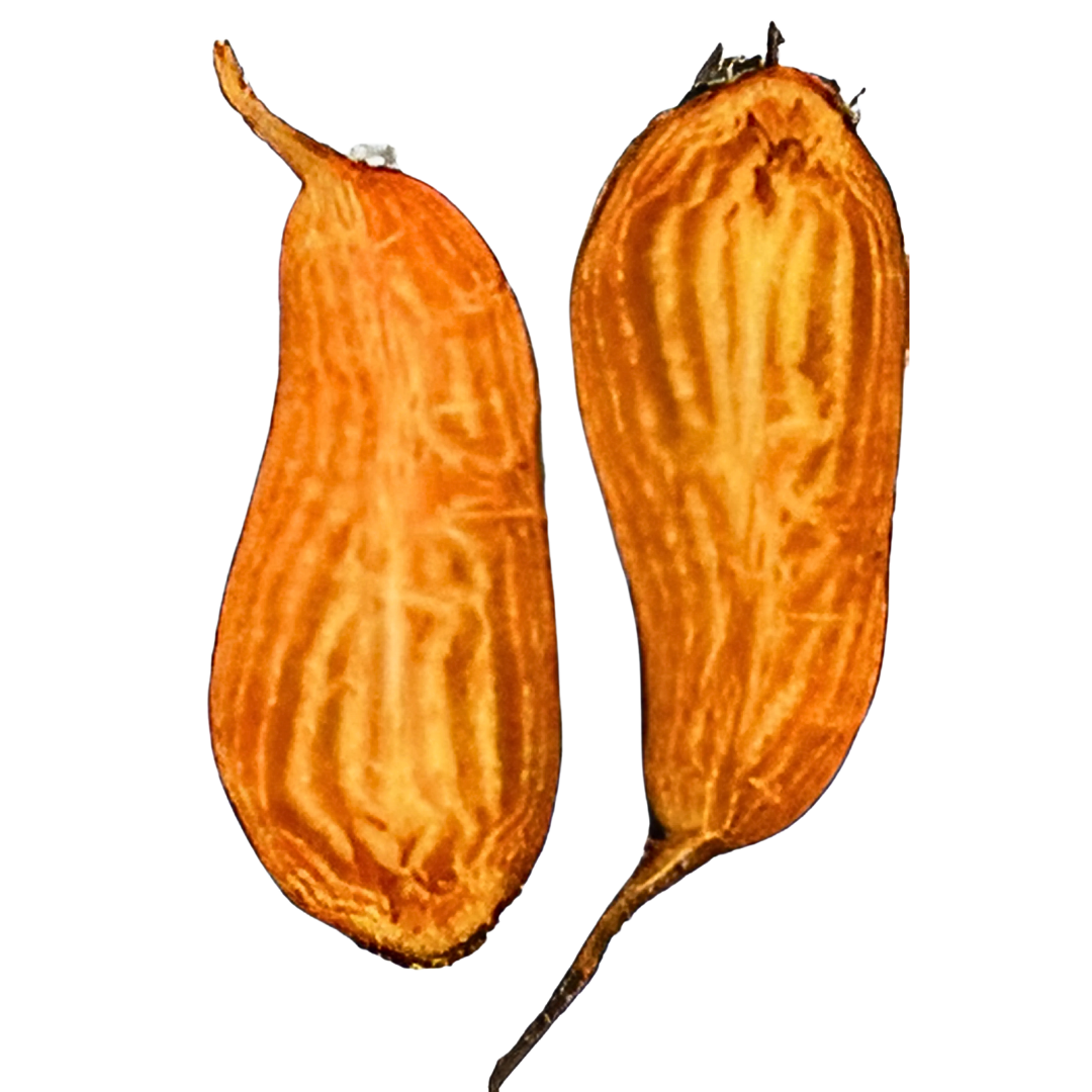 Organic Badger Flame Beet - PER LB