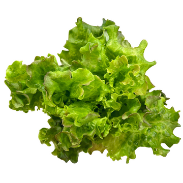 Juneau Greens Red Batavia Lettuce - 5 OZ BAG