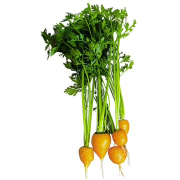 Organic Royal Chantenay Carrots - BUNCH