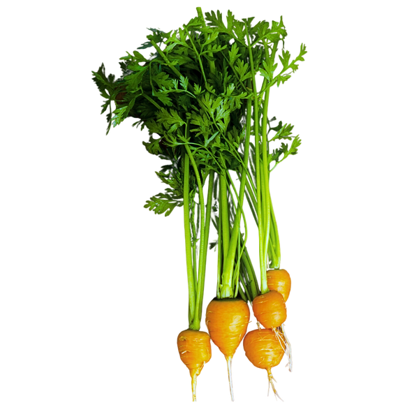 Organic Royal Chantenay Carrots - BUNCH
