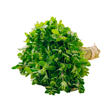 Organic Fresh Marjoram - 3/4 OZ