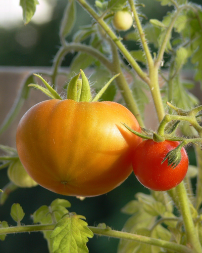 Organic Yellow & Red Cocktail Tomatoes - PINT