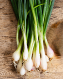 Organic Spring Shallots - BUNCH-1