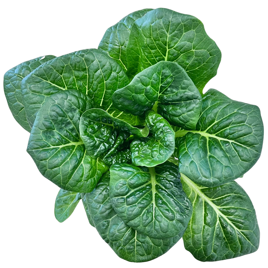 Juneau Greens Romaine - 5 OZ